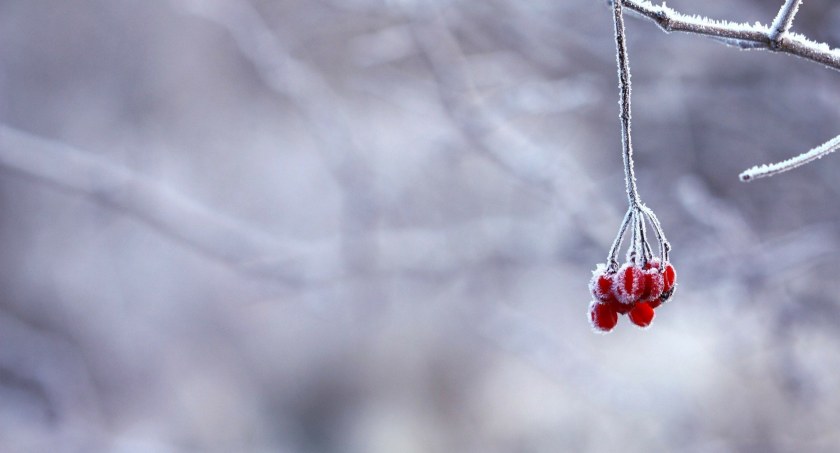 Fot. Pixabay