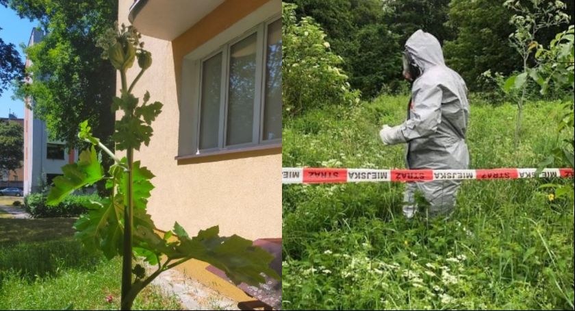 Barszcz Sosnowskiego rośnie także w naszym mieście, fot. Straż Miejska w Toruniu