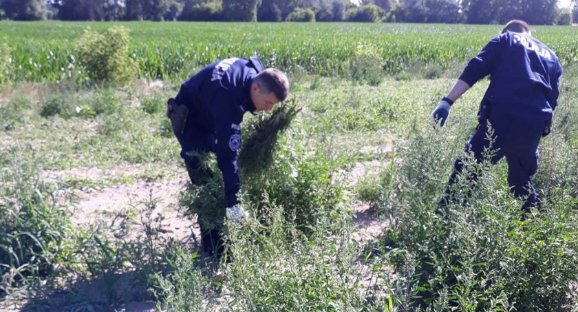 Krzaki mierzyły od 30 centymetrów do nawet 1,5 metra wysokości, fot. KPP w Aleksandrowie Kujawskim.