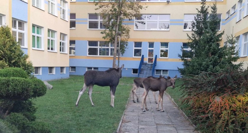 Fot. Szkoła Podstawowa Nr 32 im. Armii Krajowej w Toruniu / Facebook