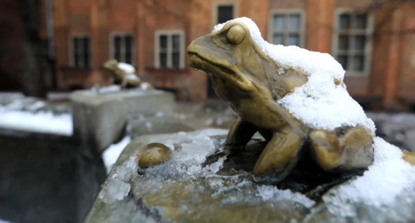 Fot. Sławomir Kowalski / UM Toruń