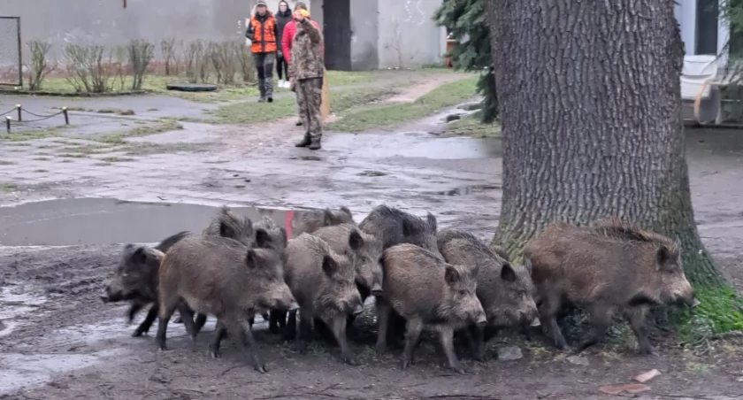 Fot. Nadesłane do redakcji ototorun.pl