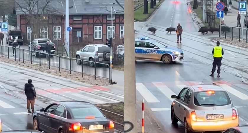 Rajd stada dzików w Toruniu. Fot. Kadr z wideo z TikToka