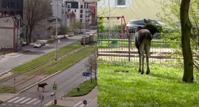 Łosie w Toruniu, fot. kadry z internetu