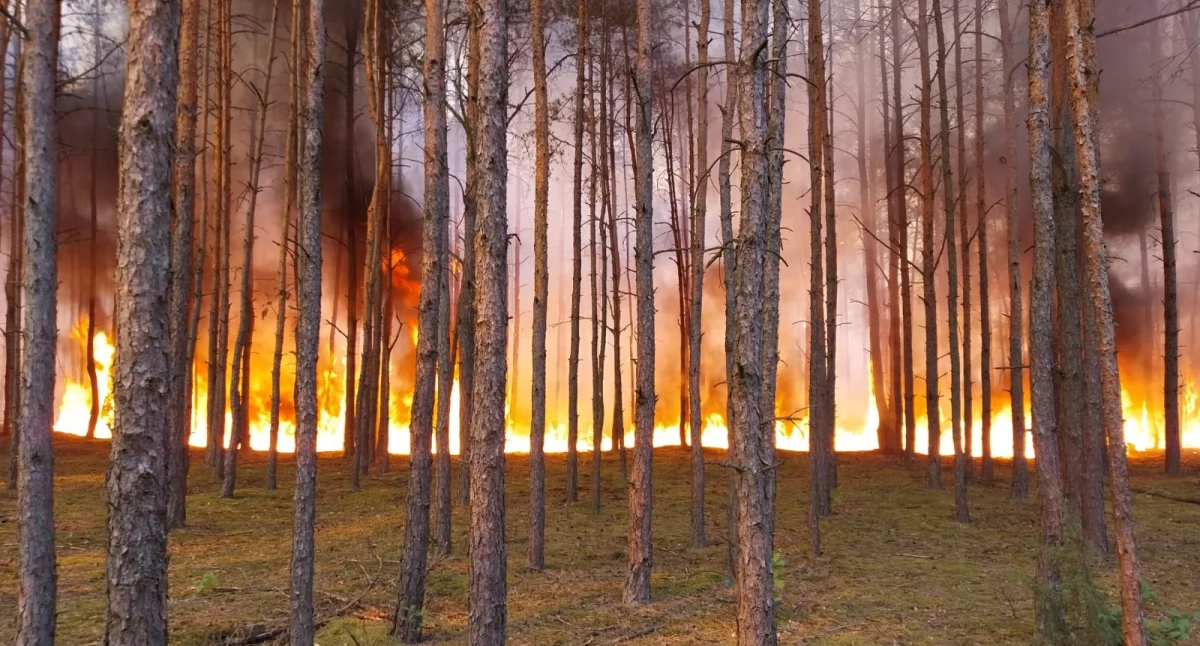 Pożar w lesie pod Toruniem, fot. OSP Złotoria