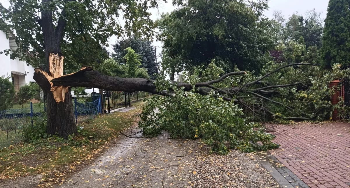 Usuwanie skutków wsilnego wiatru w Toruniu, fot. KM PSP Toruń