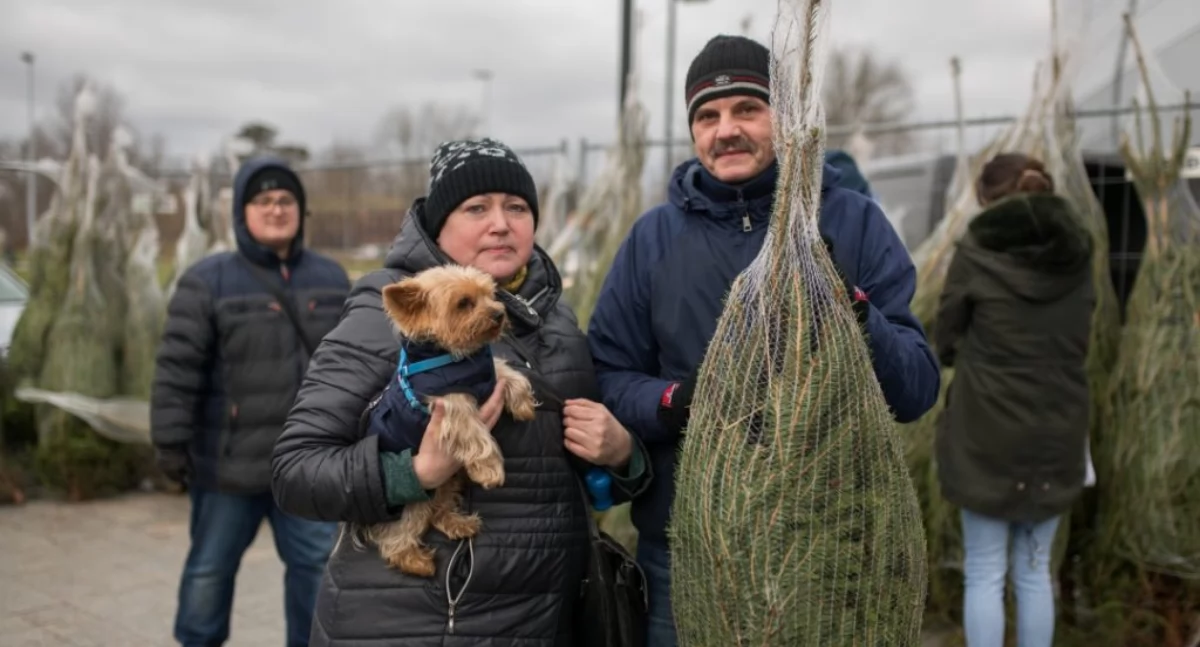 Rozdawanie choinek w Toruń Plaza, fot. Toruń Plaza