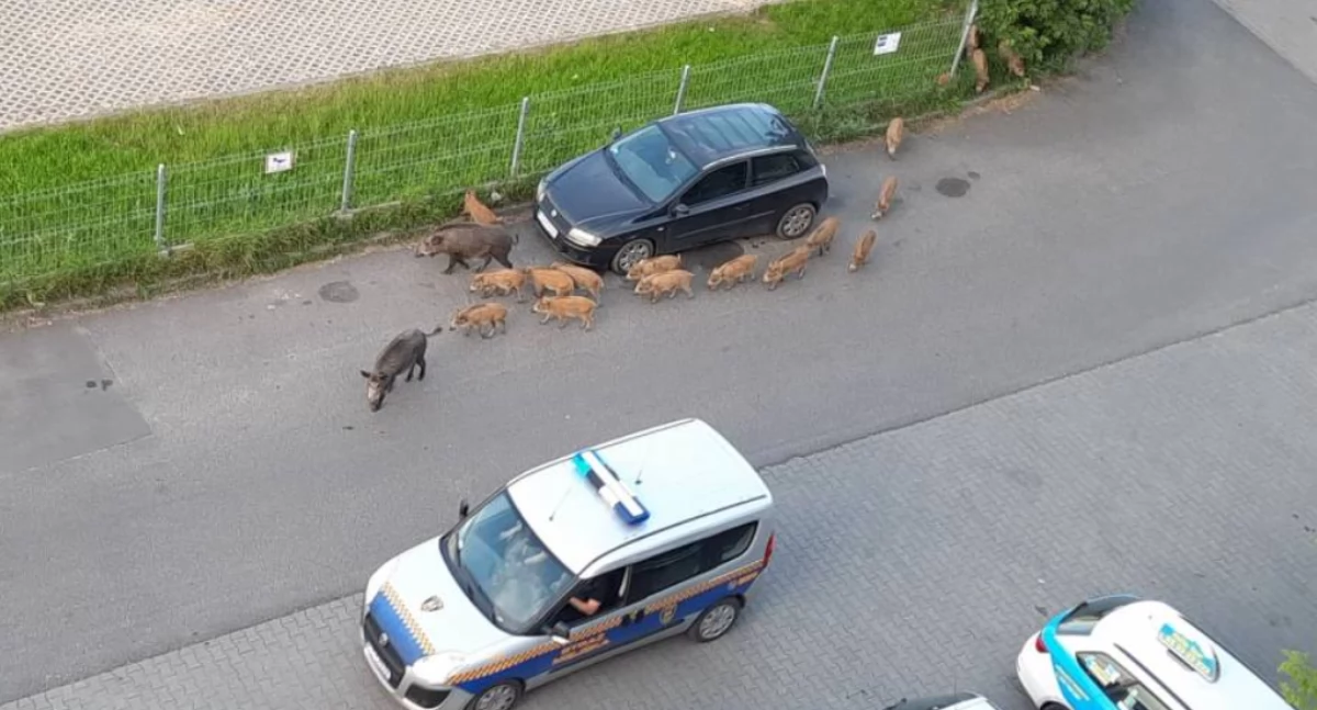 Fot. Archwium ototorun.pl