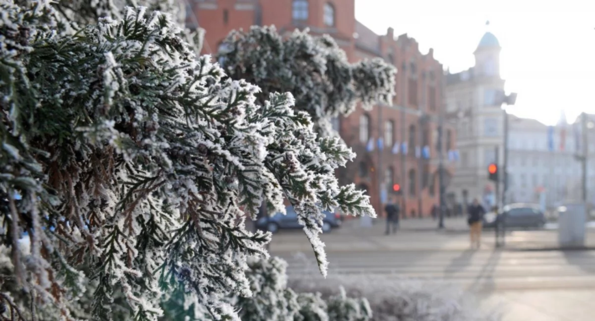 Fot. UM Toruń, autor: Adam Zakrzewski