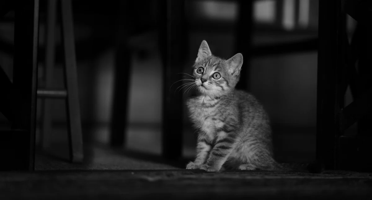 Kot, fot. pixabay.com