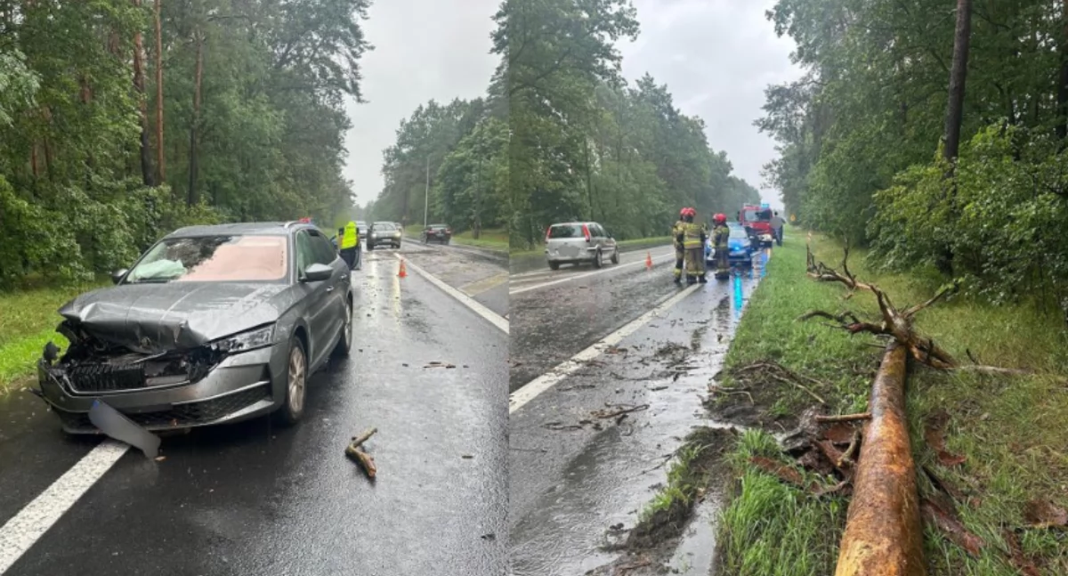 Chwile grozy przy wjeździe do Torunia. Wichura przewróciła drzewo na jadące auto