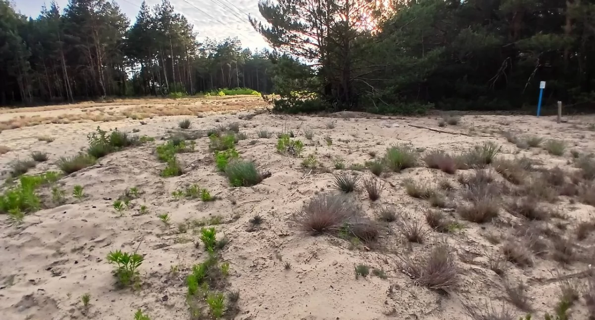W Toruniu będzie nowe osiedle domków. Aż 20 działek zostało sprzedanych