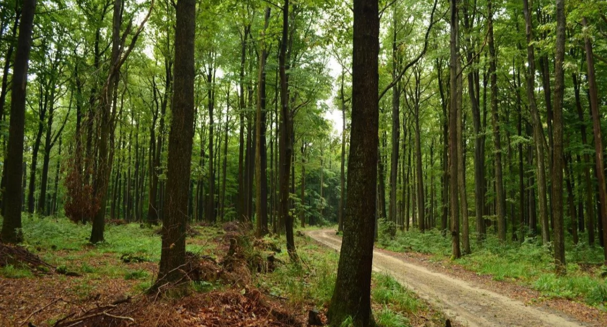 Bulwersujące odkrycie w lesie pod Toruniem. Sprawa zgłoszona na policję
