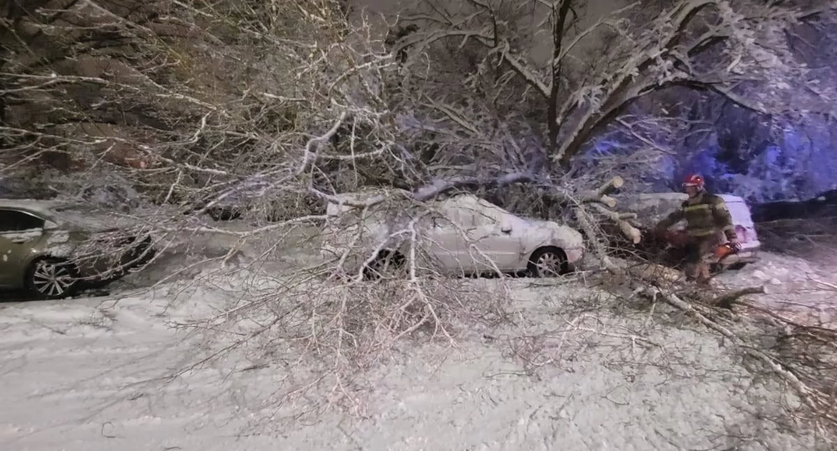 Dotkliwe skutki ataku zimy w Toruniu. Drzewa nie wytrzymywały naporu śniegu