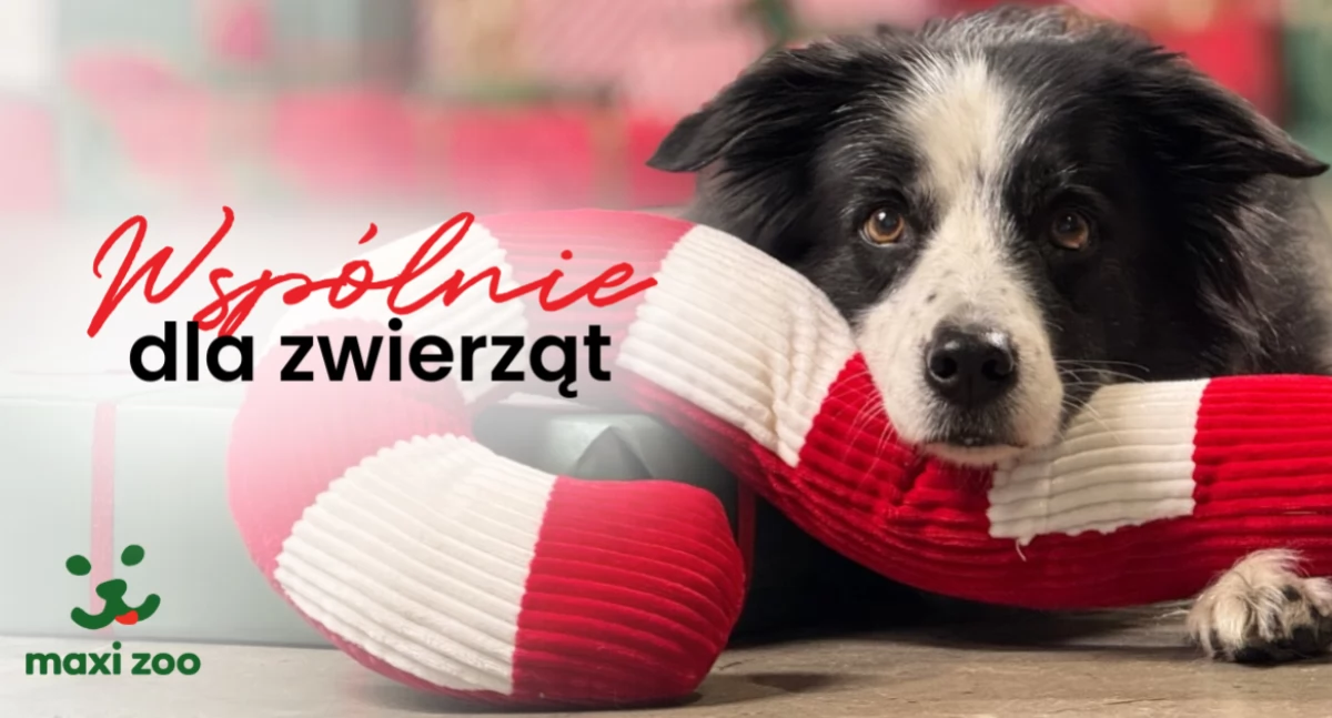 Źródło: CH Toruń Plaza