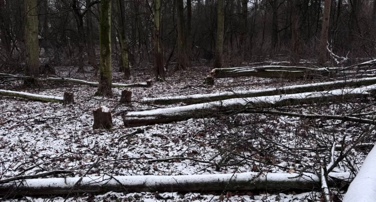 Fot. Wydział Środowiska i Ekologii UMT oraz Łukasz Broniszewski