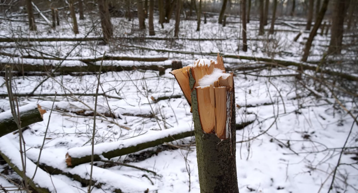 Kępa Bazarowa w Toruniu, fot. Bartosz Fryckowski / ototorun.pl