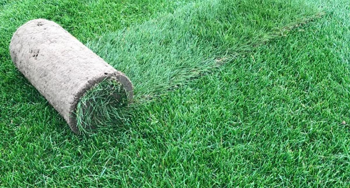 Ciekawostki, Dlaczego trawa rolki żółknie ułożeniu Przyczyny skuteczne rozwiązania - zdjęcie, fotografia
