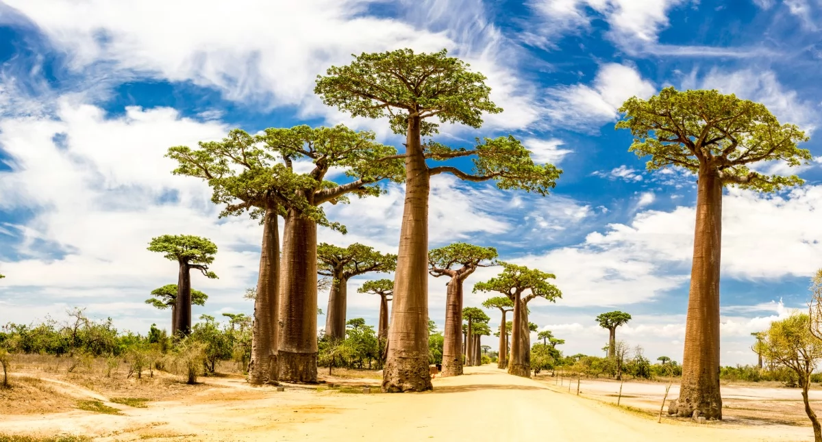 Ciekawostki, Madagaskar przyciąga turystów Sprawdź zobaczyć wyspie baobabów lemurów - zdjęcie, fotografia
