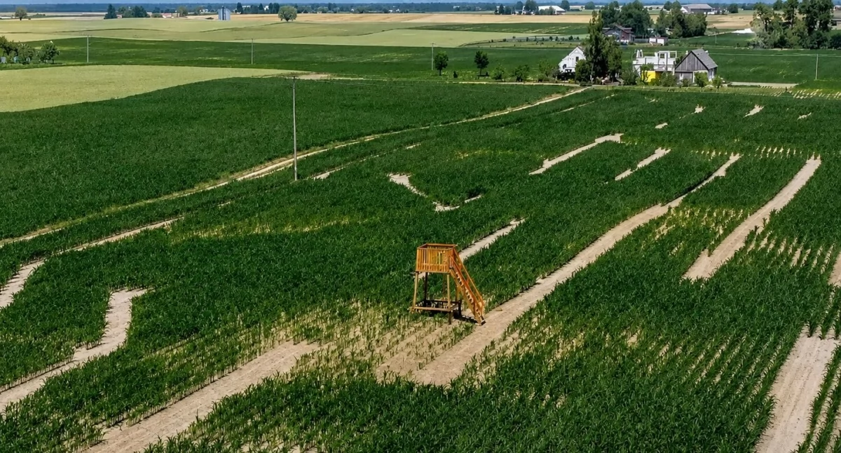 Labirynt w Kukurydzy w podtoruńskich Kuźnikach, fot. labiryntywkukurydzy.pl