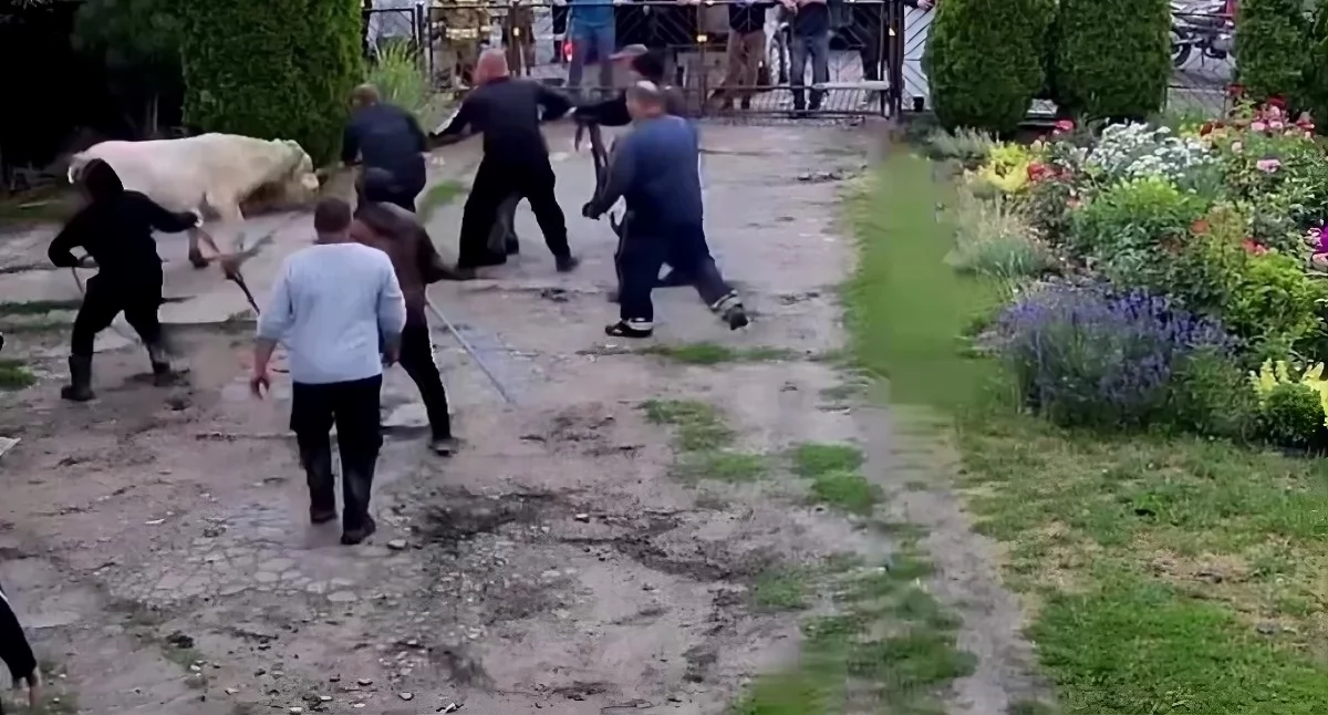 Byk wtargnął na teren domu, fot. Hanna Maćkowska / facebook.com