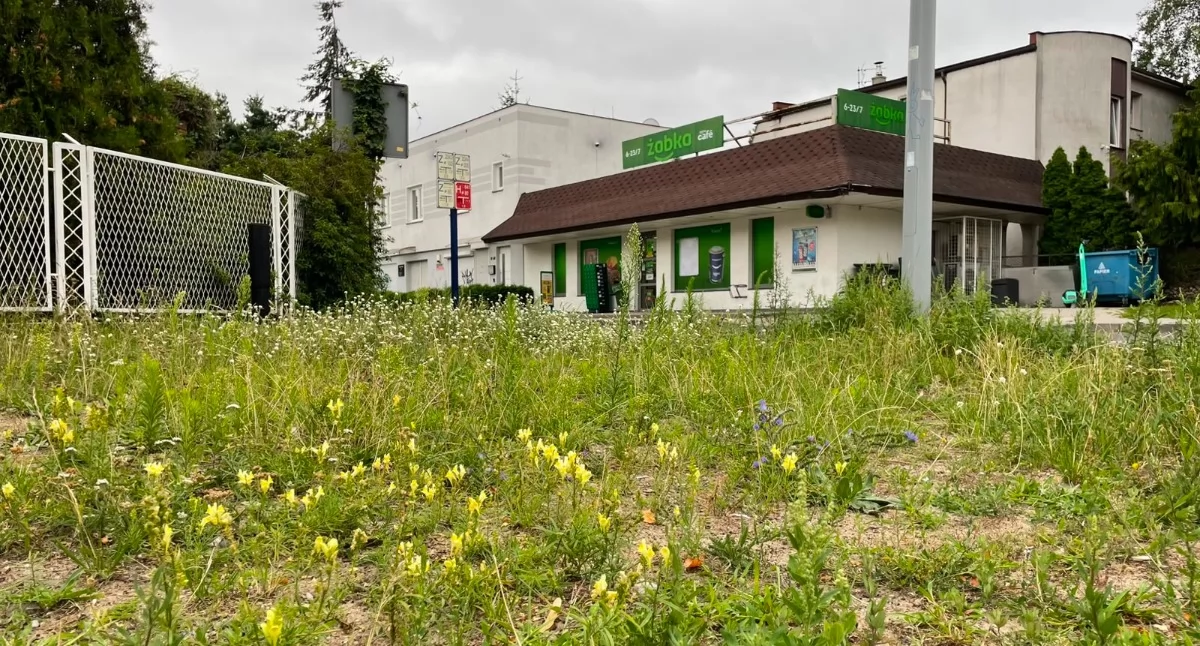 Żabka przy ul. Konfekcyjnej w Toruniu, fot. ototorun.pl