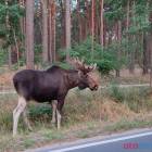 Fotka nr 1 z 2
