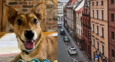 Hotel w Toruniu stawia na gości z czworonogami. Zwierzęta są w nim VIP-ami