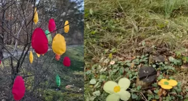 Słynne w Toruniu drzewko wycięte w pień. Kobieta nie mogła powstrzymać łez