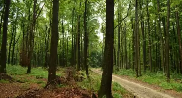 Bulwersujące odkrycie w lesie pod Toruniem. Sprawa zgłoszona na policję