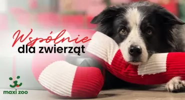 W CH Toruń Plaza rusza zbiórka dla potrzebujących zwierząt