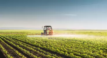 Pozbądź się brunatnej plamistości liści w uprawach pszenicy i pszenżyta! Poznaj skuteczne technologie