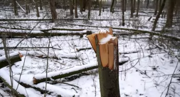 Wycinka drzew w obszarze Natura 2000 w Toruniu. Na jaw wychodzą nowe fakty