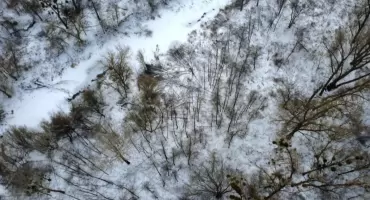 Nielegalna wycinka 168 drzew w Toruniu. Ruszyło śledztwo w trybie in rem