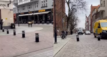 Kolejne słupki mają stanąć w Toruniu. Znamy dokładne lokalizacje