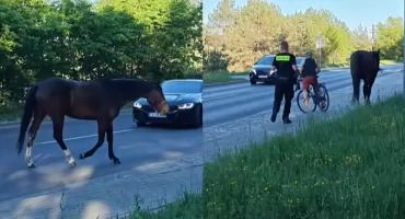 Chaos na ruchliwej drodze w Toruniu. Koń wbiegł pod koła samochodów